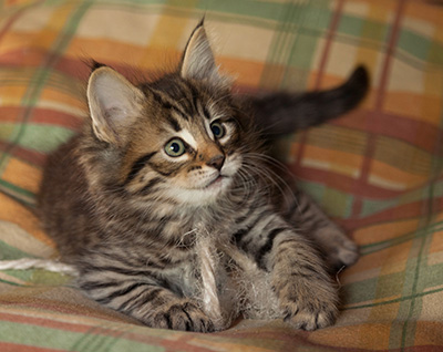 Ilona - 7 weeks old