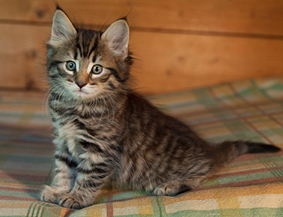 Ilona - 7 weeks old
