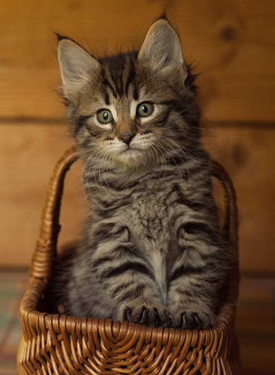 Ilona - 7 weeks old
