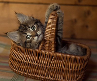 Ilona - 7 weeks old