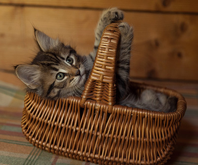 Ilona - 7 weeks old