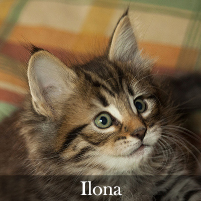 Ilona