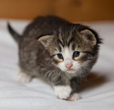 Infinity - 3 weeks old
