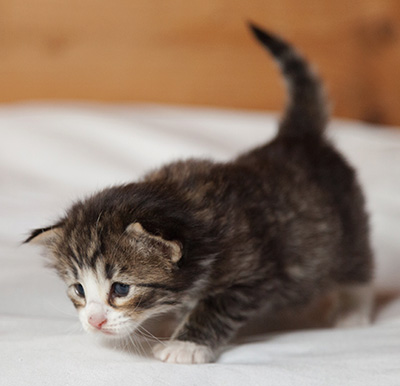Infinity - 3 weeks old