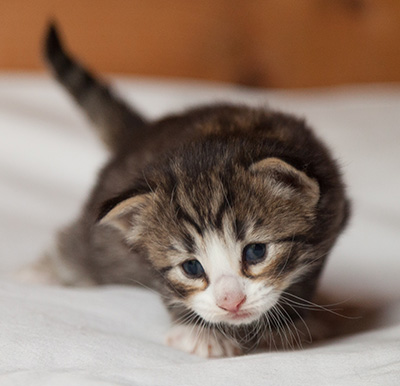 Infinity - 3 weeks old