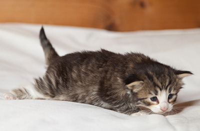 Infinity - 3 weeks old