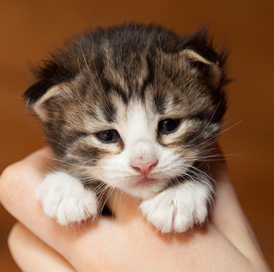 Infinity - 3 weeks old