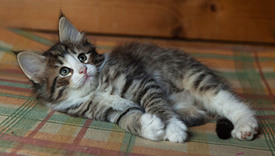 Infinity - 7 weeks old