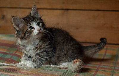 Infinity - 7 weeks old
