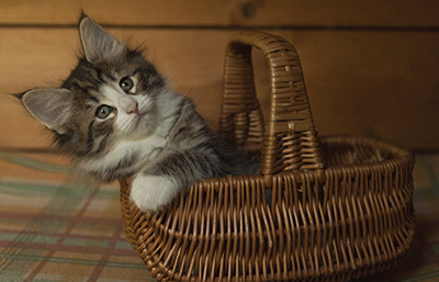 Infinity - 7 weeks old