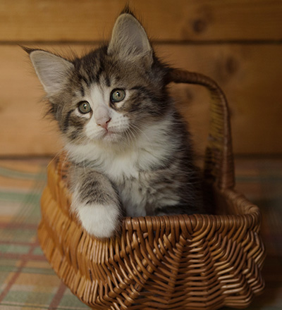 Infinity - 7 weeks old