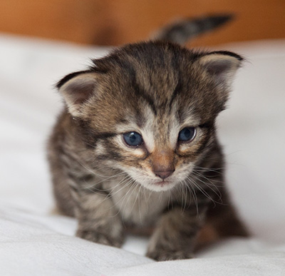 Iola - 3 weeks old