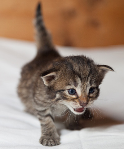 Iola - 3 weeks old
