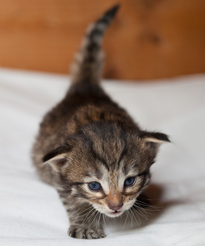 Iola - 3 weeks old