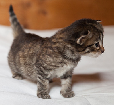 Iola - 3 weeks old