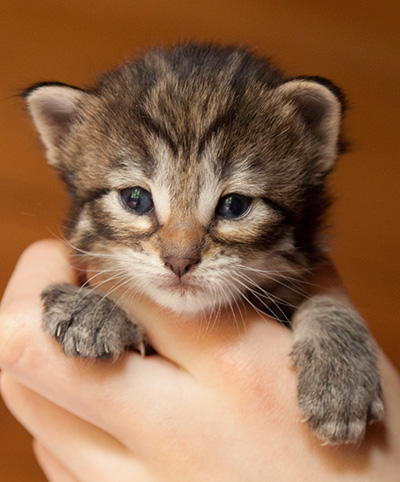 Iola - 3 weeks old