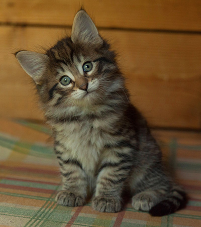 Iola - 7 weeks old