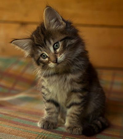 Iola - 7 weeks old