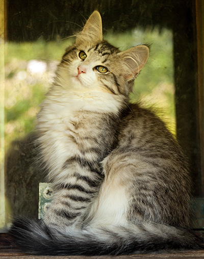 Isadora - 16 weeks old