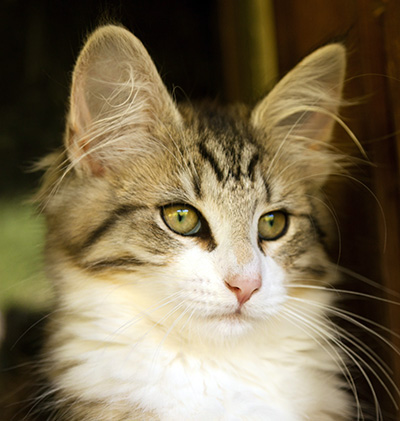 Isadora - 16 weeks old