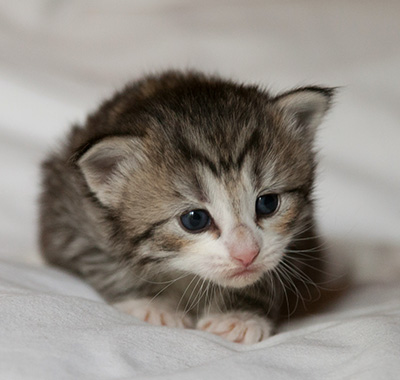 Isadora - 3 weeks old