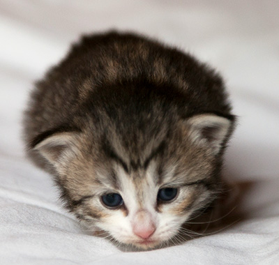 Isadora - 3 weeks old
