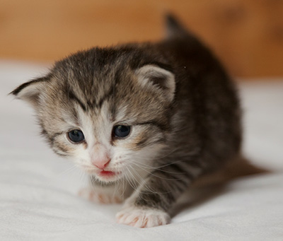 Isadora - 3 weeks old