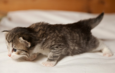 Isadora - 3 weeks old