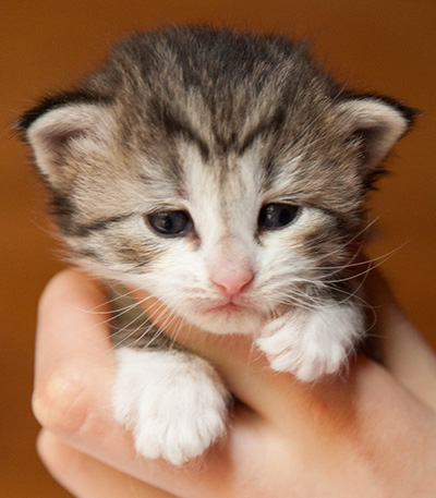 Isadora - 3 weeks old
