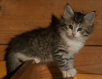 Isadora - 7 weeks old