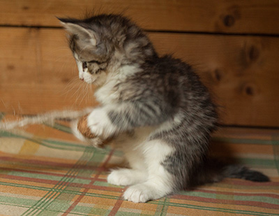 Isadora - 7 weeks old