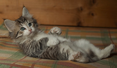 Isadora - 7 weeks old