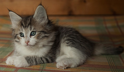 Isadora - 7 weeks old