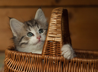 Isadora - 7 weeks old