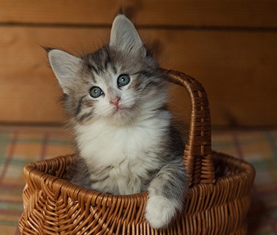 Isadora - 7 weeks old