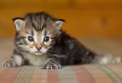 Jazzy - 3 weeks old