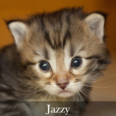 Jazzy