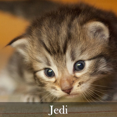 Jedi