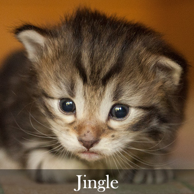 Jingle