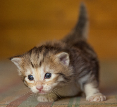 Joker - 3 weeks old