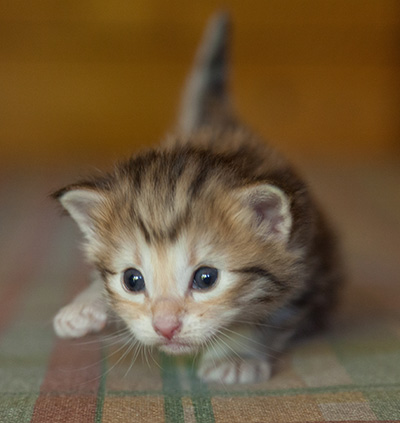 Joker - 3 weeks old