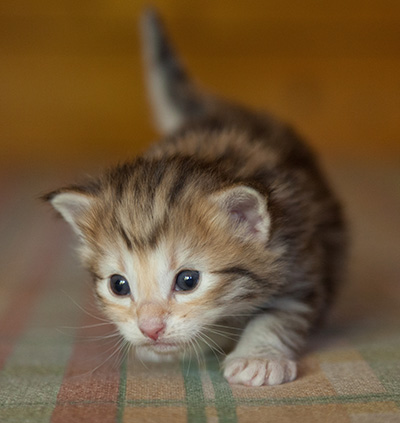 Joker - 3 weeks old