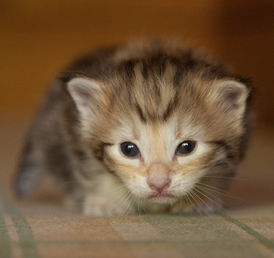 Joker - 3 weeks old