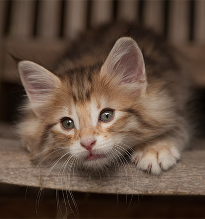 Joker - 7 weeks old