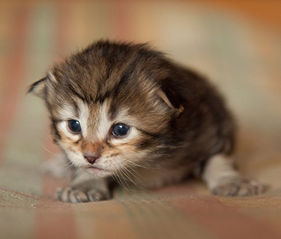Iago - 3 weeks old