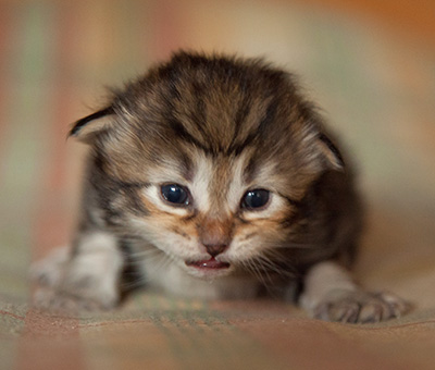 Iago - 3 weeks old