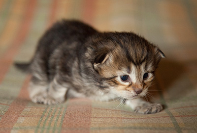 Iago - 3 weeks old