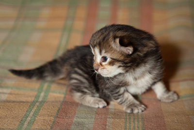 Iago - 3 weeks old