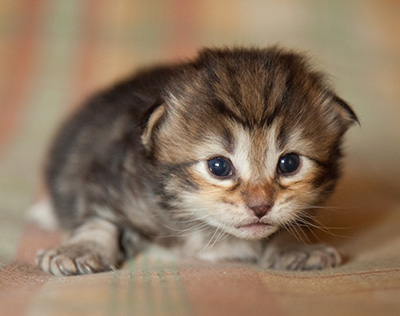 Iago - 3 weeks old