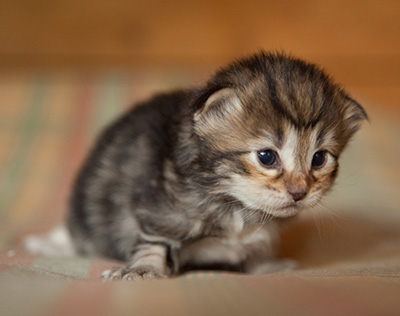 Iago - 3 weeks old